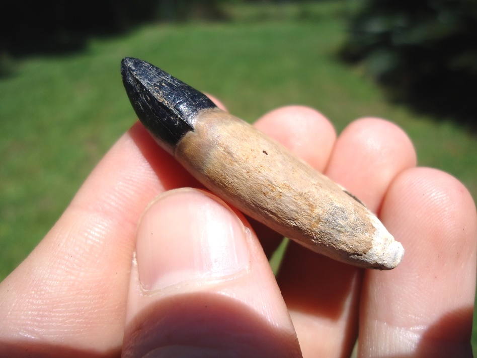 Large image 3 Exceptional Fully Rooted Alligator Tooth