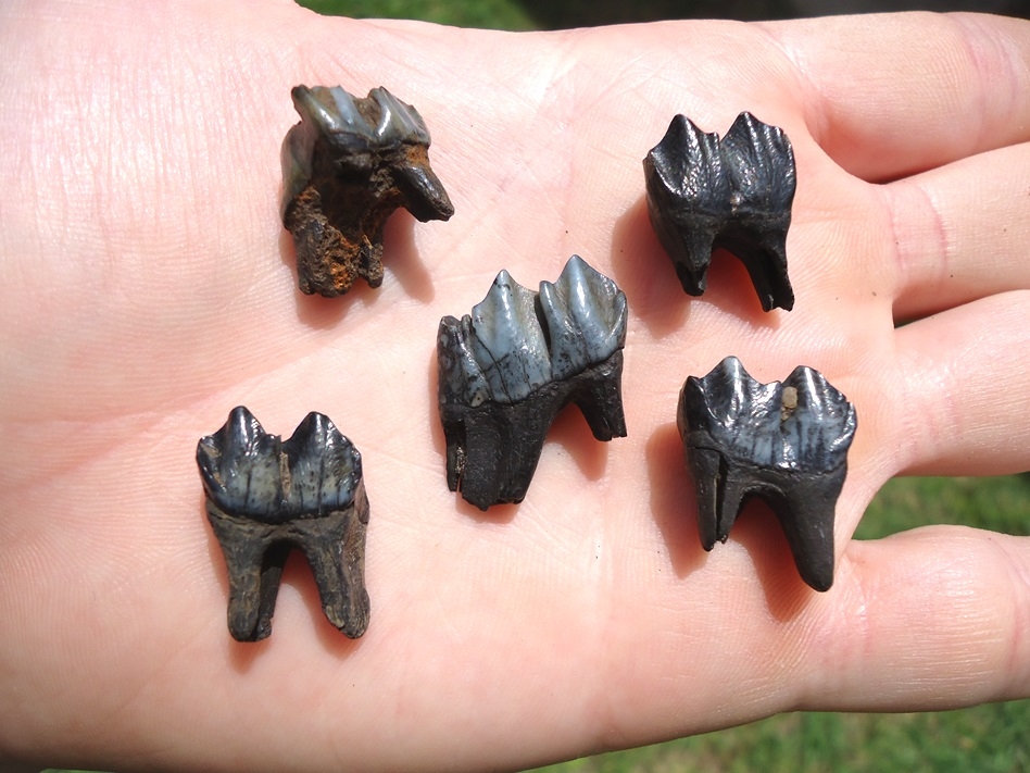 Five Choice Deer Molars | Recently Sold | FOSSILS | Prehistoric Florida