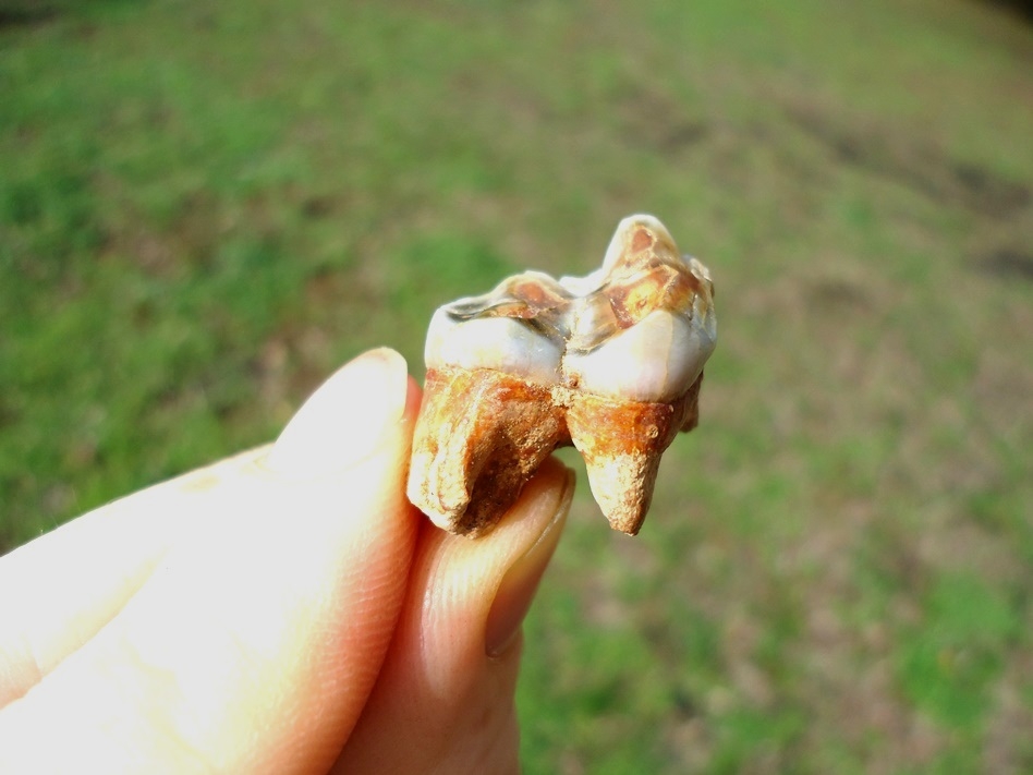 Large image 3 Beautiful Peccary Upper Molar