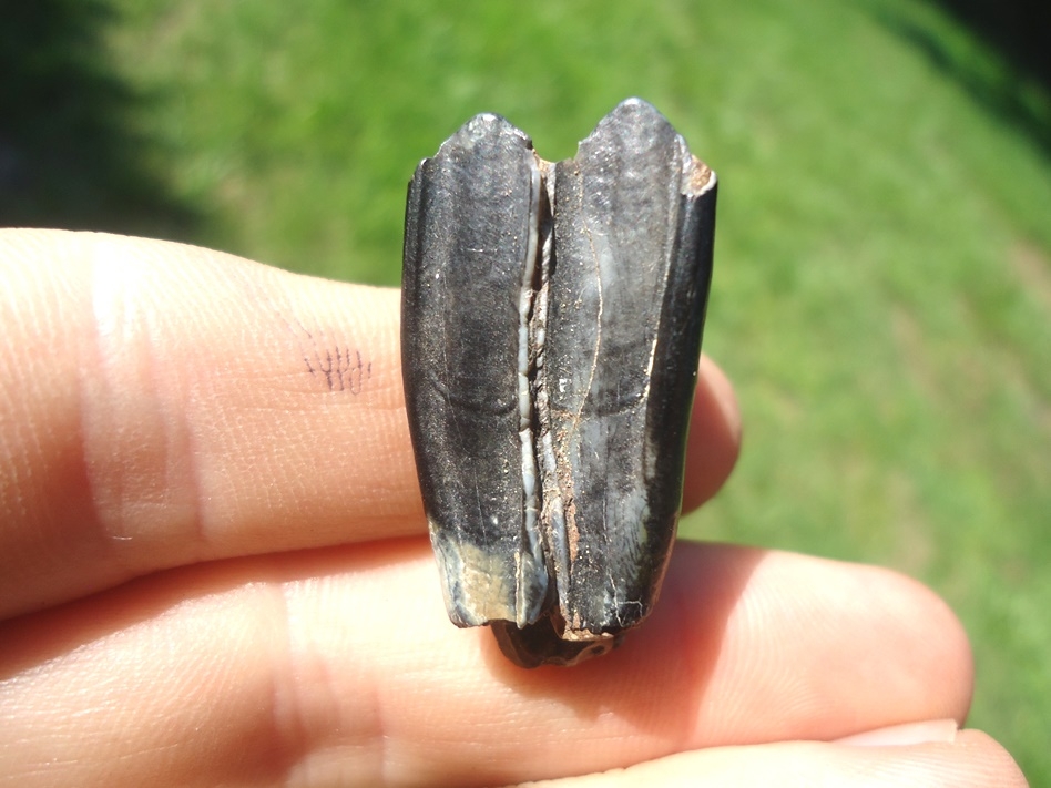 Large image 1 High Quality Pronghorn Molar