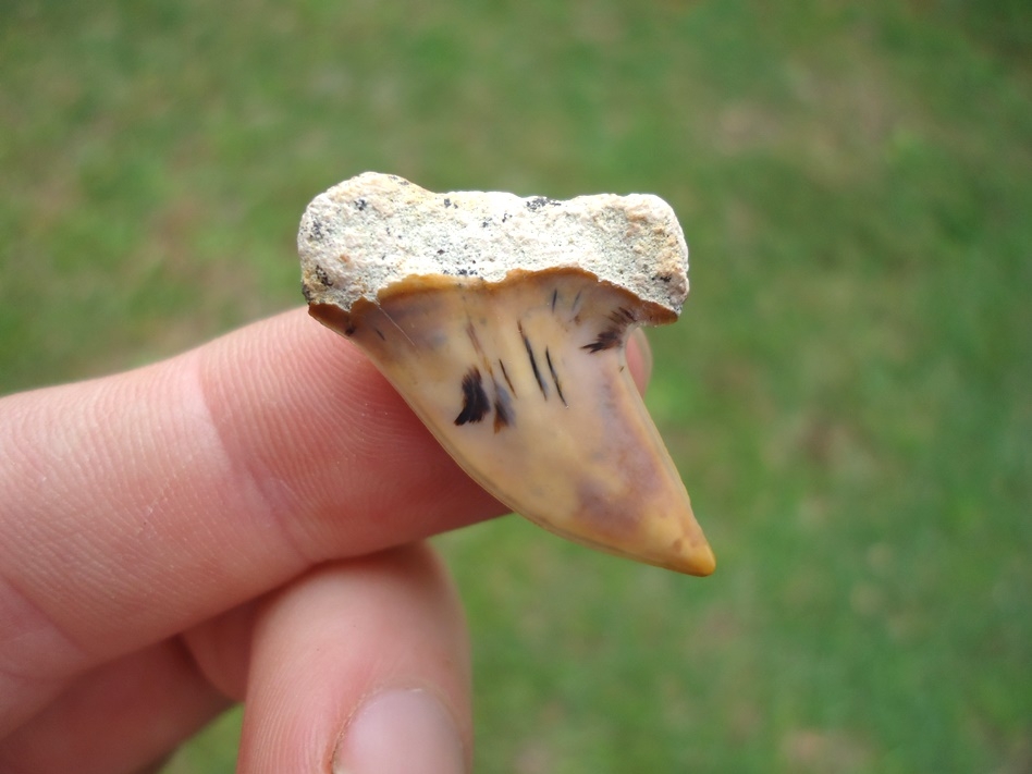 Large image 1 Sweet Little Bargain Bakersfield Planus Shark Tooth