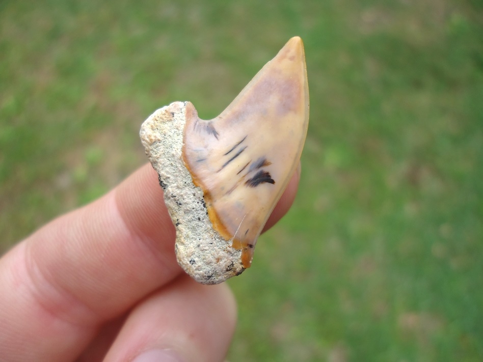 Large image 3 Sweet Little Bargain Bakersfield Planus Shark Tooth