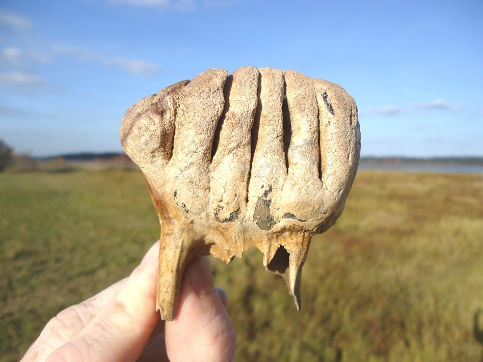 Large image 1 Gem Quality Rooted Juvenile Mammoth Tooth