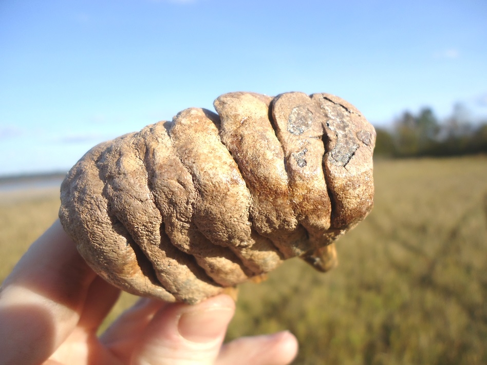 Large image 2 Gem Quality Rooted Juvenile Mammoth Tooth