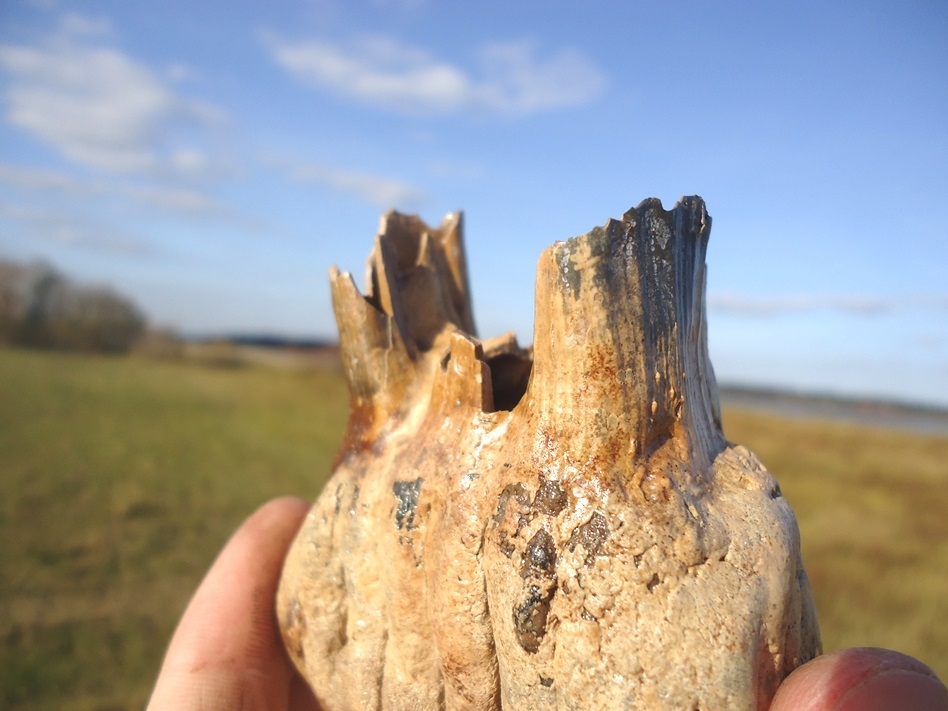 Large image 4 Gem Quality Rooted Juvenile Mammoth Tooth