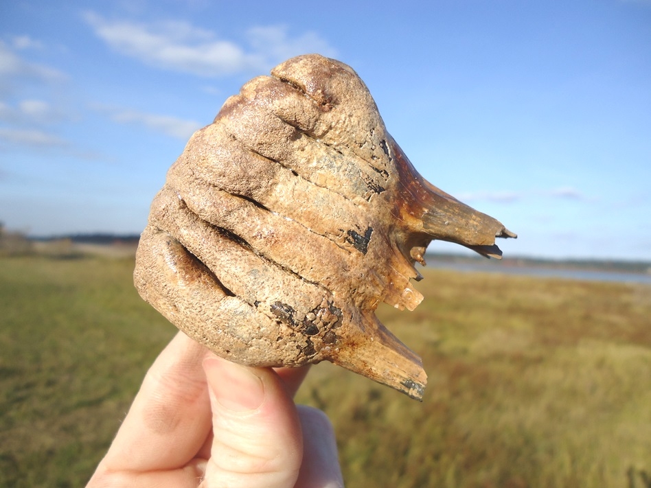 Large image 5 Gem Quality Rooted Juvenile Mammoth Tooth