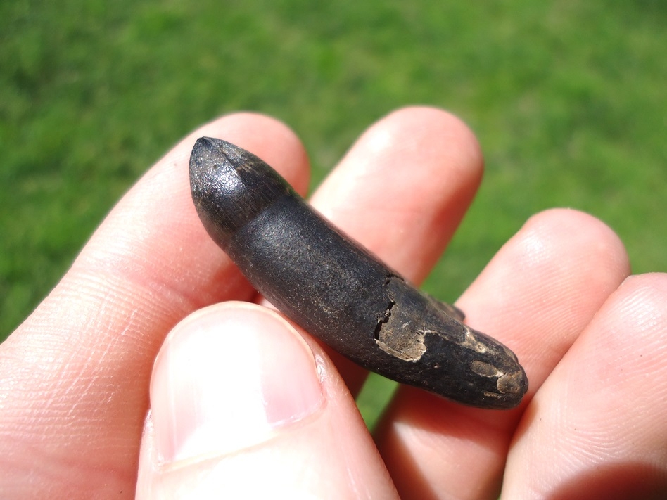 Large image 2 Uncommon Rooted Alligator Tooth