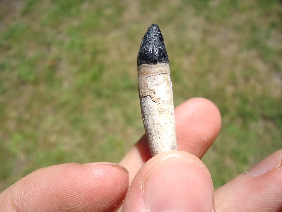 Large image 3 Awesome Rooted Alligator Tooth