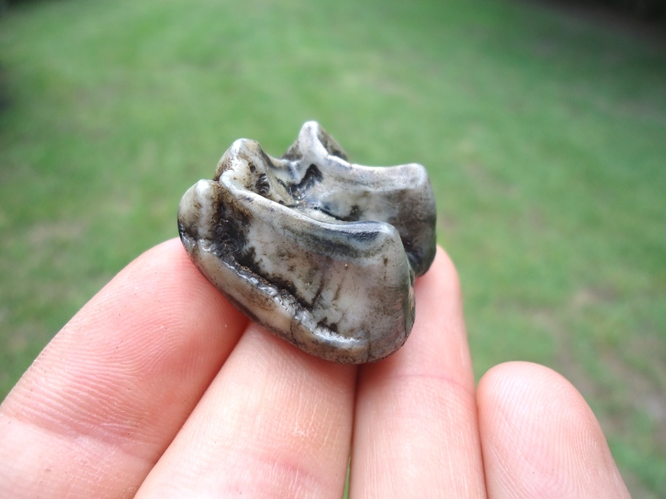 Large image 1 Unique Tapir Cap with Mottled Enamel Colors