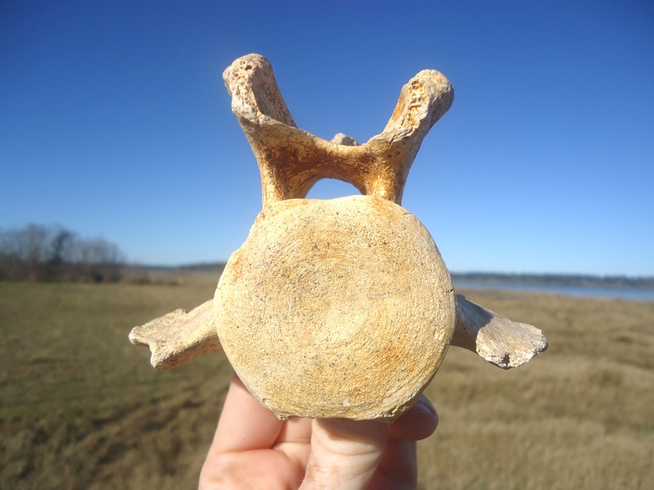 Large image 1 Top Quality Sloth Caudal Vertebra