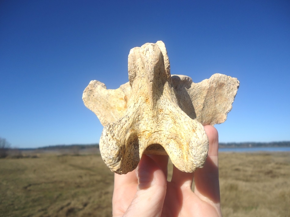 Large image 4 Top Quality Sloth Caudal Vertebra