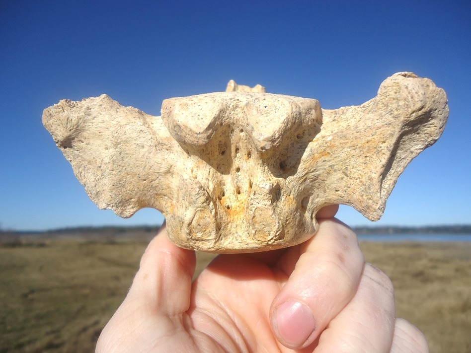 Large image 5 Top Quality Sloth Caudal Vertebra