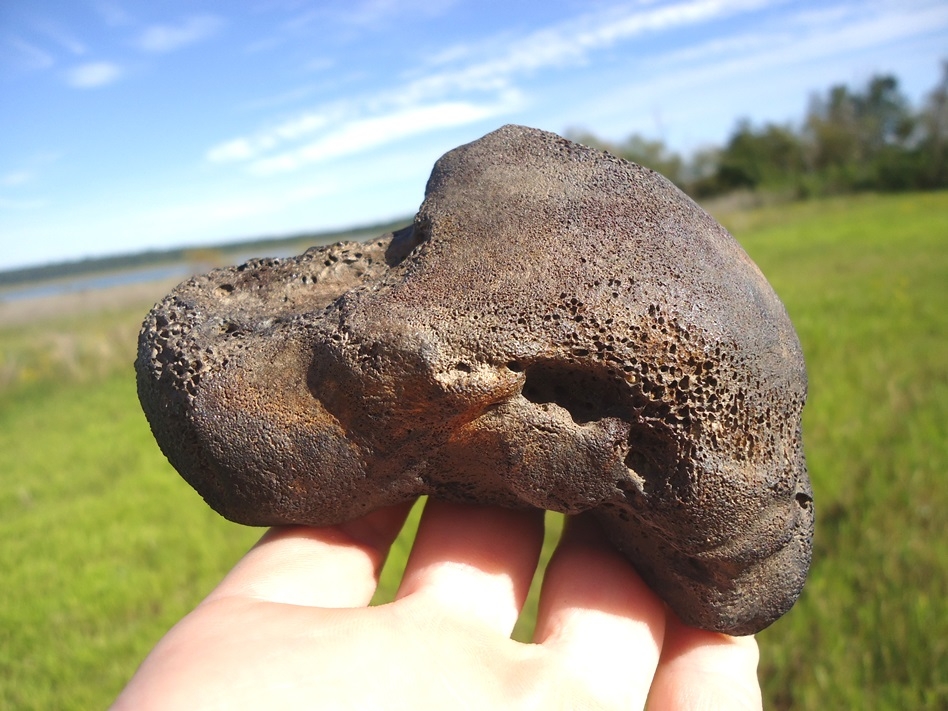 Large image 1 Beyond Rare Walrus Calcaneum