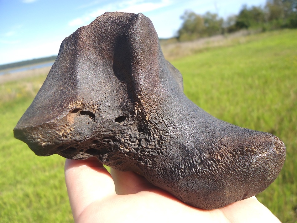 Large image 3 Beyond Rare Walrus Calcaneum