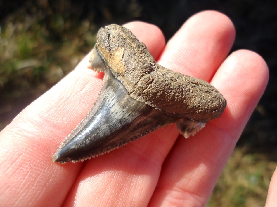 Large image 2 Super Crisp Auriculatus Shark Tooth