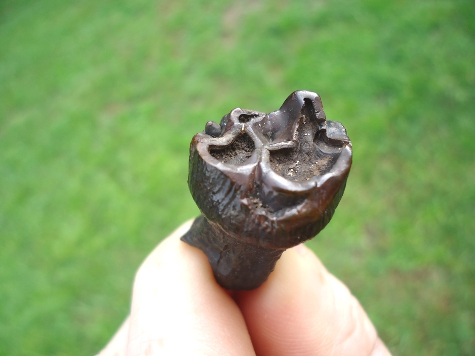 Large image 3 Rare Undescribed Eocene Dugong Tooth