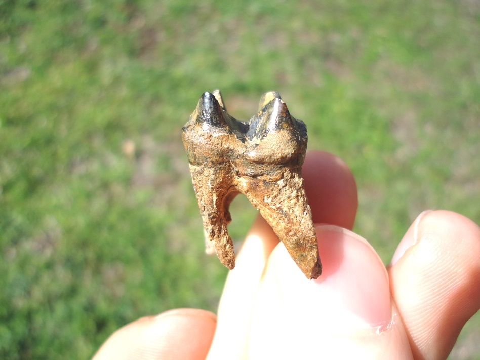 Large image 3 Incredible Fully Rooted Peccary Molar