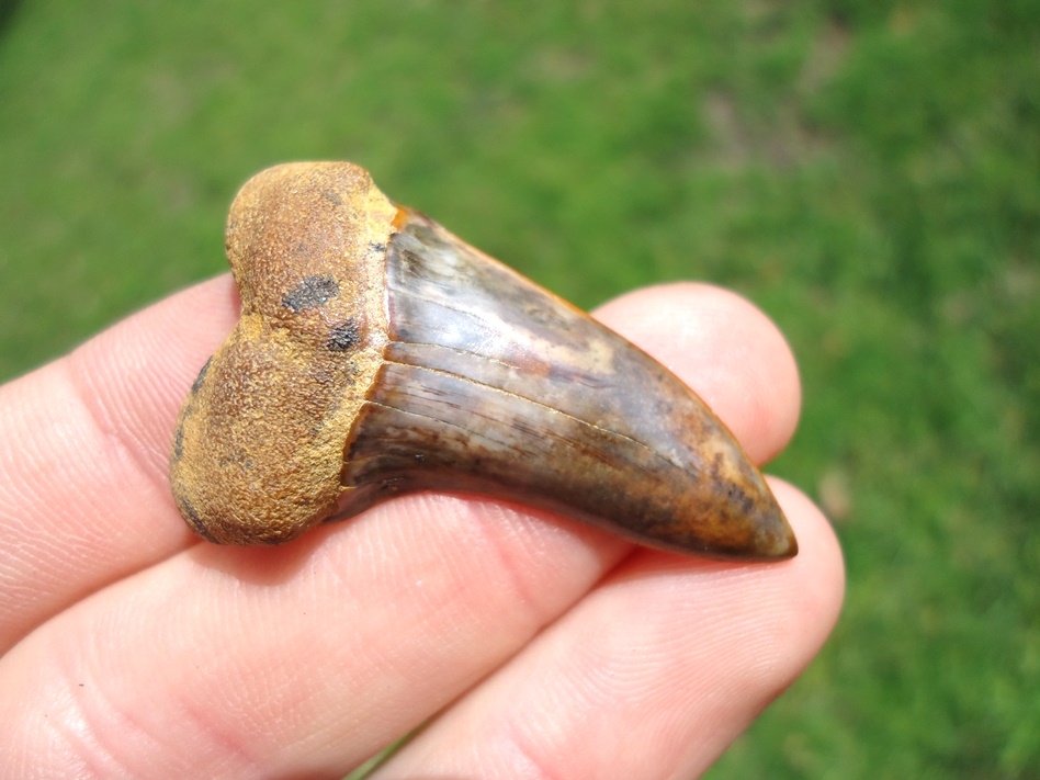 Large image 2 Gorgeous Blue Planus Shark Tooth from Bakersfield