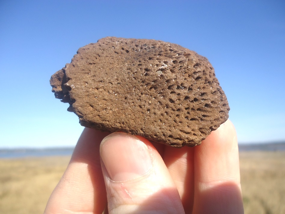 Large image 1 Rare Glyptodon Tail Scute