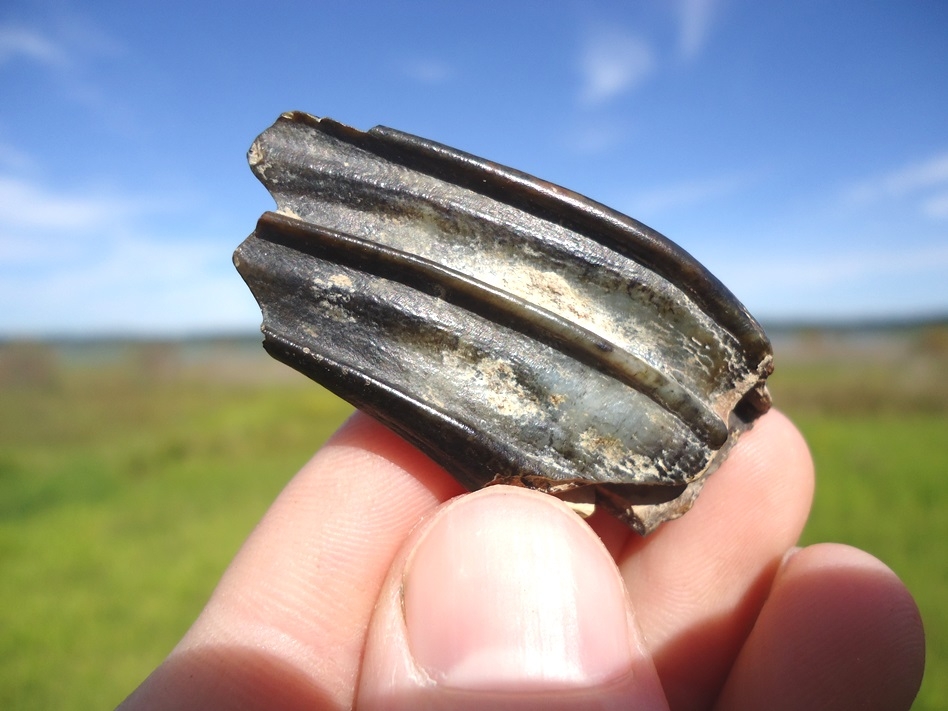 Large image 1 Very Rare Pronghorn Molar