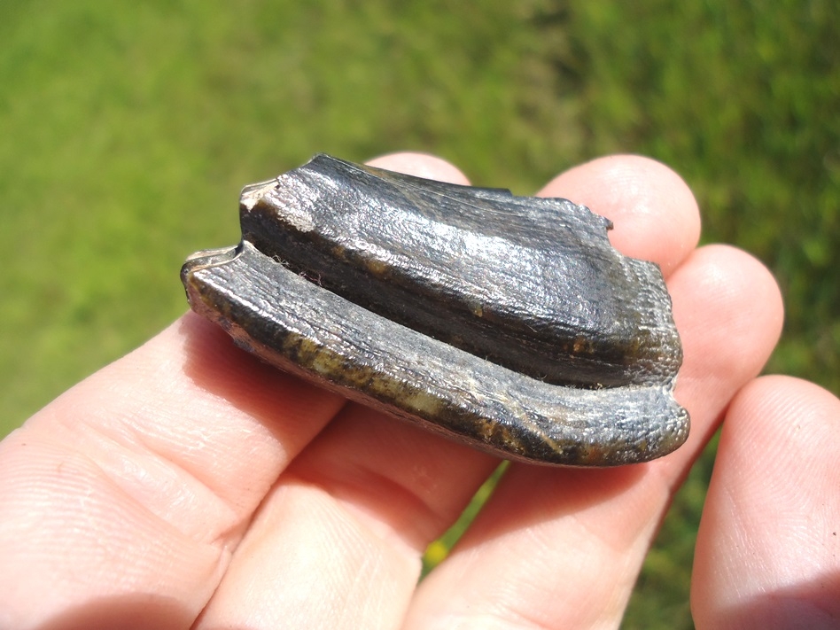 Large image 3 Very Rare Pronghorn Molar