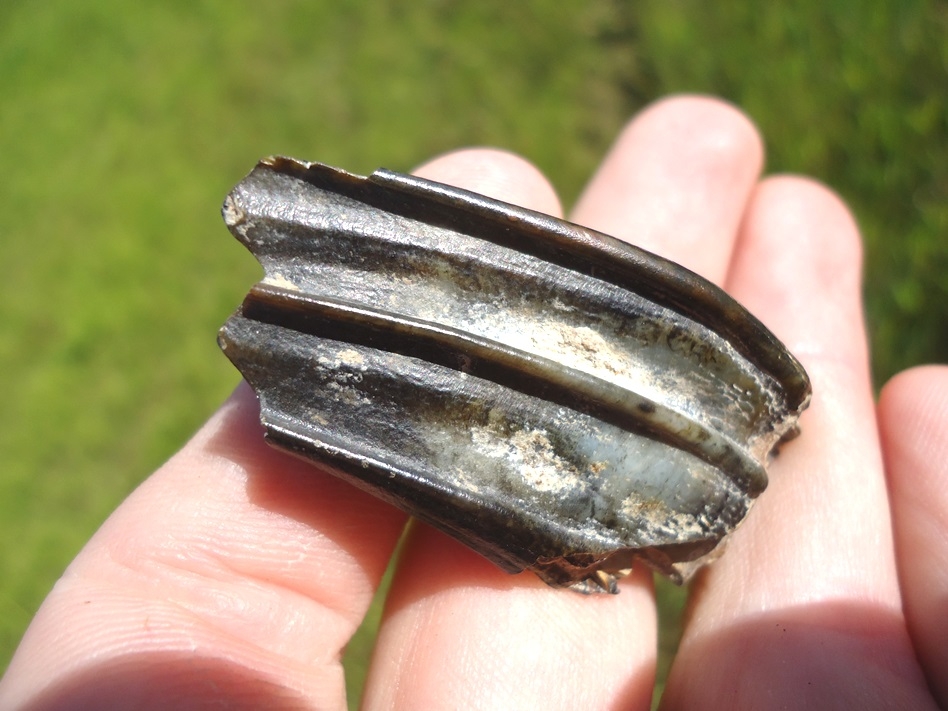 Large image 4 Very Rare Pronghorn Molar