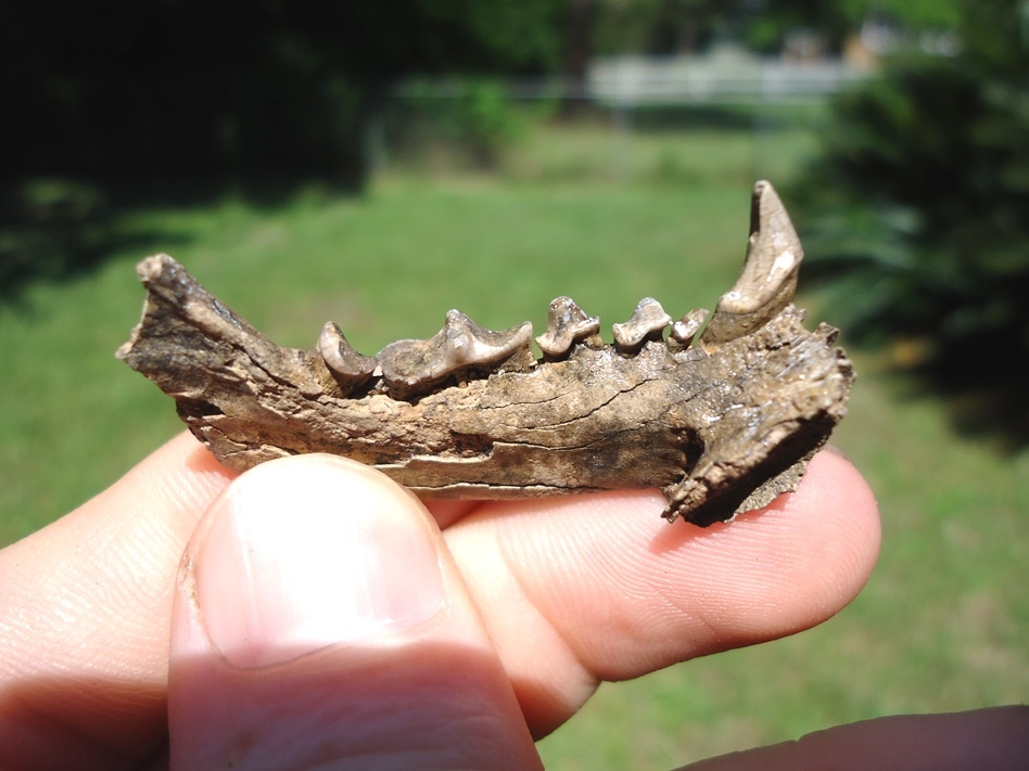 Large image 2 Striped Skunk Mandible with Six Teeth