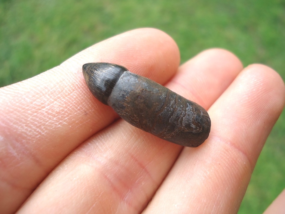 Large image 2 Nice Fully Rooted Alligator Tooth