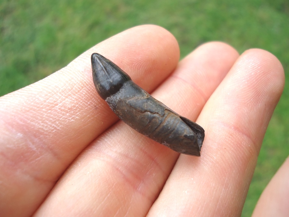 Large image 3 Nice Fully Rooted Alligator Tooth