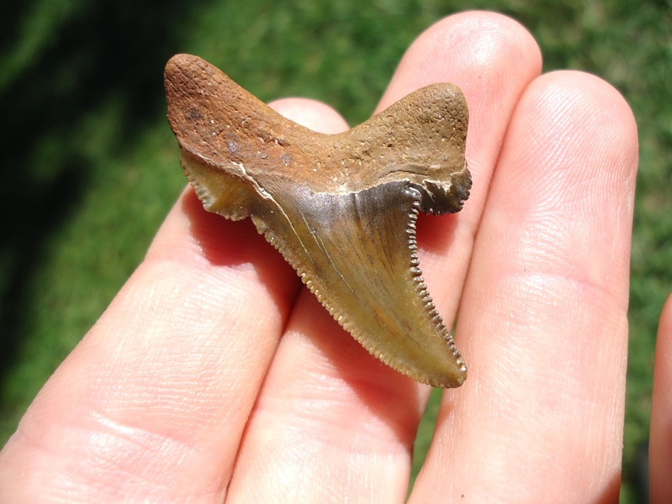 Large image 1 Super Killer Auriculatus Shark Tooth