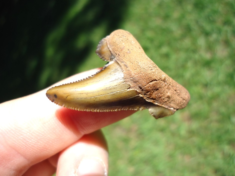 Large image 2 Super Killer Auriculatus Shark Tooth