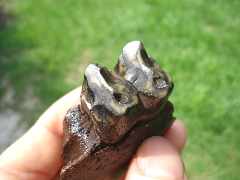 Large image 3 Section of Tapir Mandible with a Perfect Tooth