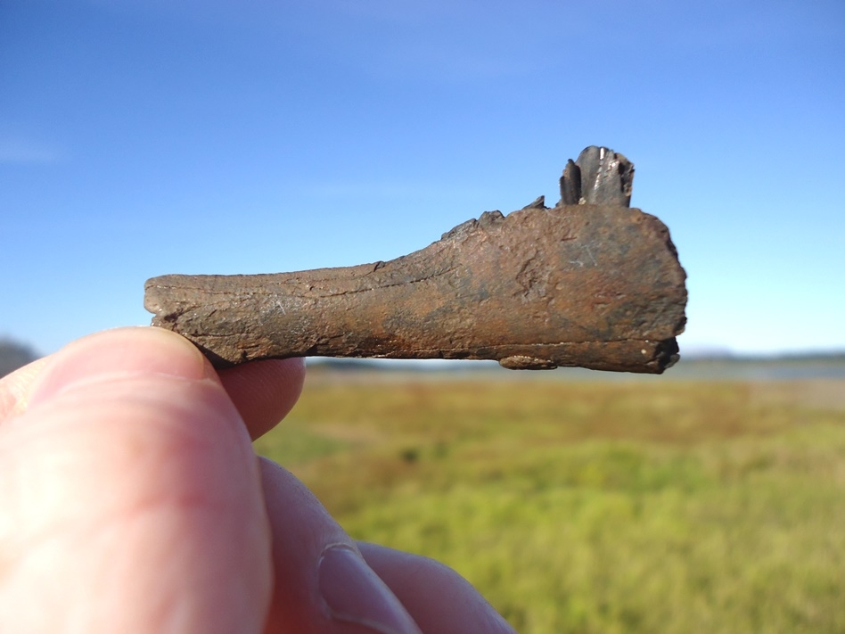 Large image 1 Rare Section of Antelope Mandible