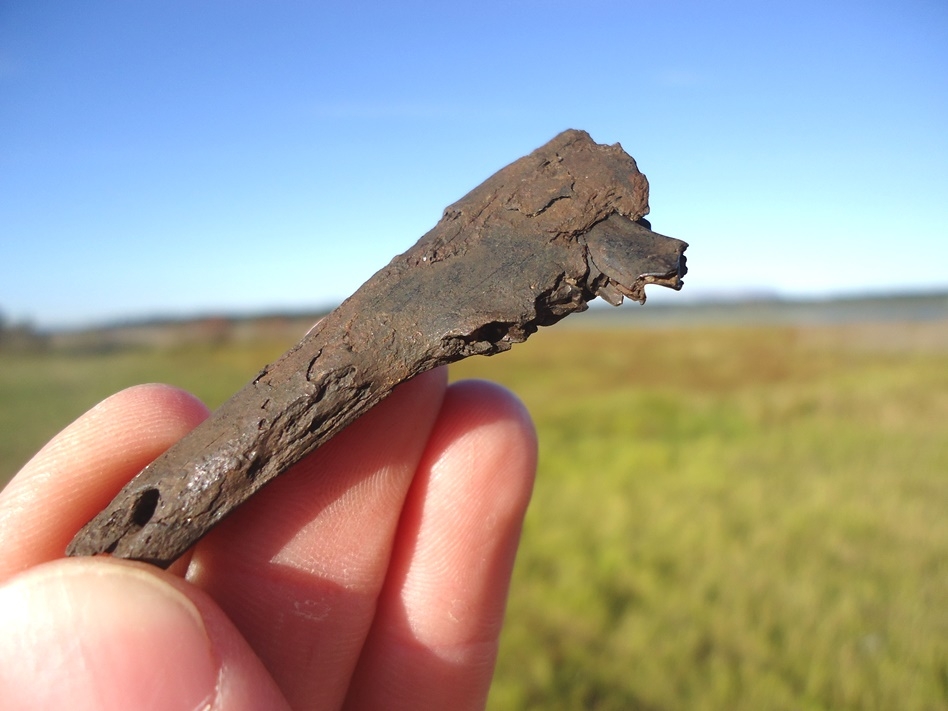 Large image 2 Rare Section of Antelope Mandible