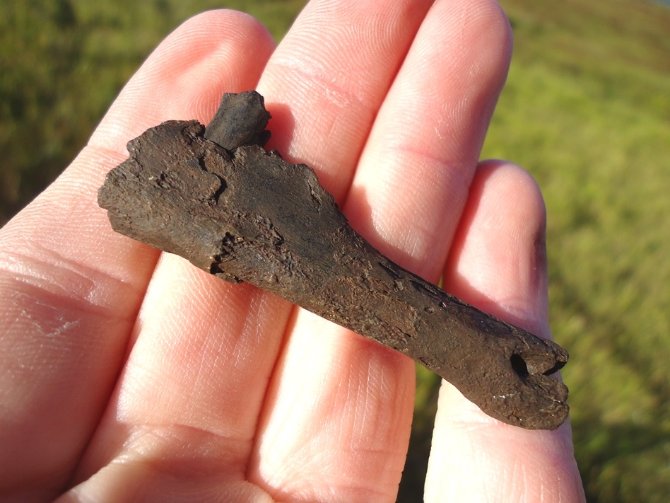 Large image 3 Rare Section of Antelope Mandible