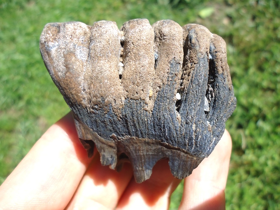 Large image 1 Incredible Juvenile Mammoth Tooth