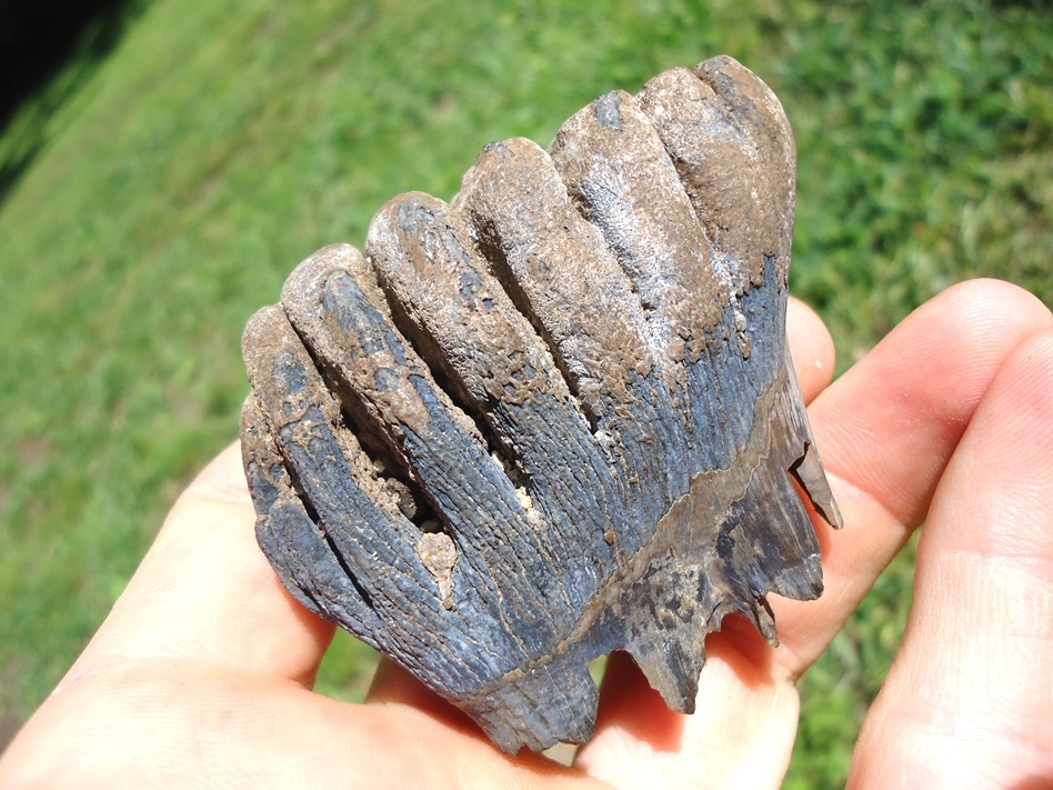 Large image 3 Incredible Juvenile Mammoth Tooth