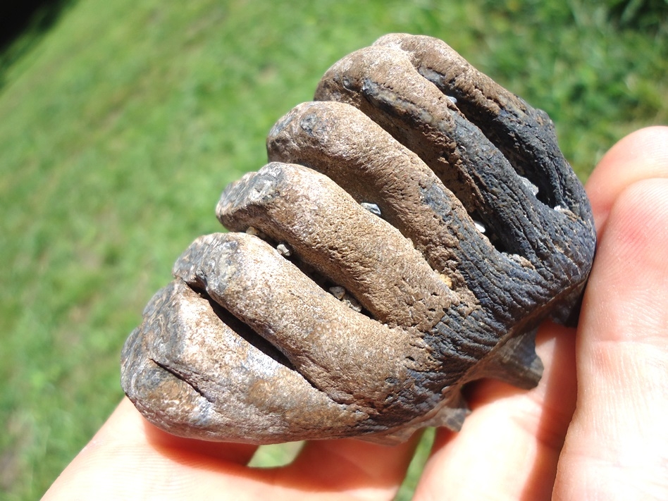 Large image 4 Incredible Juvenile Mammoth Tooth