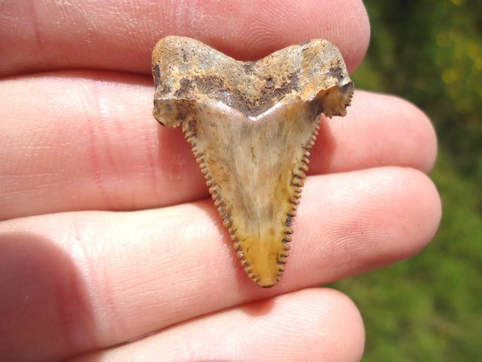 Large image 1 Sweet Little Baby Auriculatus Shark Tooth