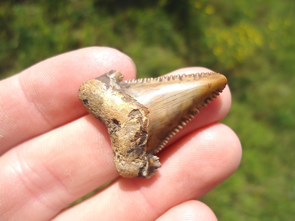 Large image 2 Sweet Little Baby Auriculatus Shark Tooth