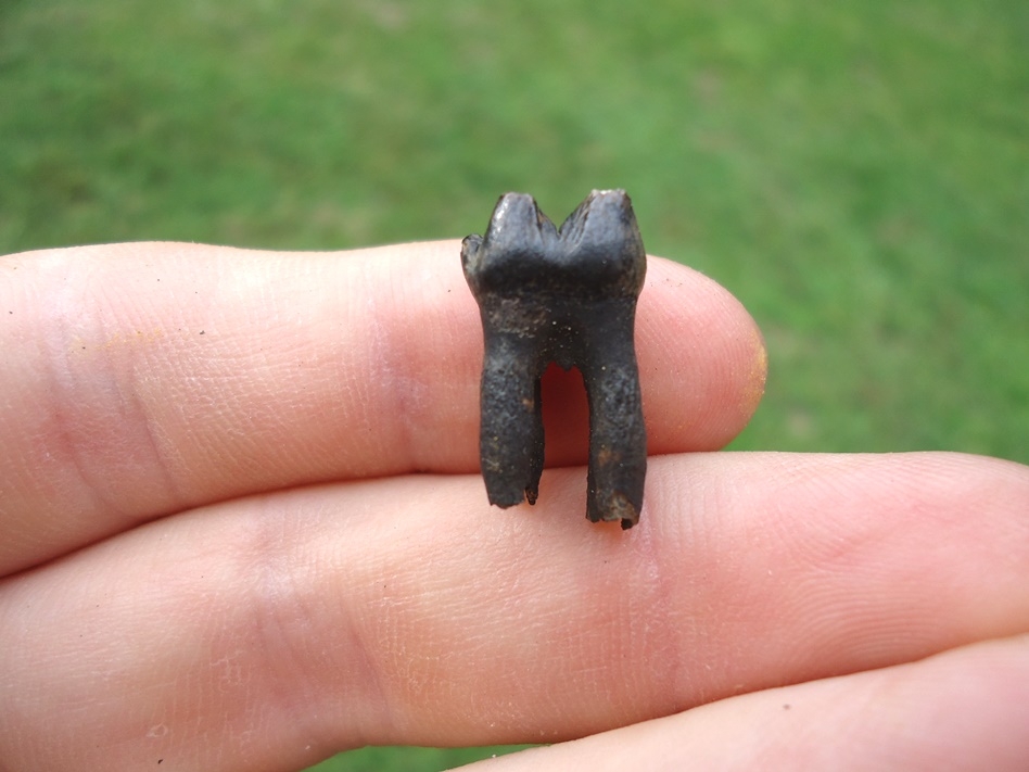 Large image 1 Rare Fully Rooted Juvenile Manatee Tooth