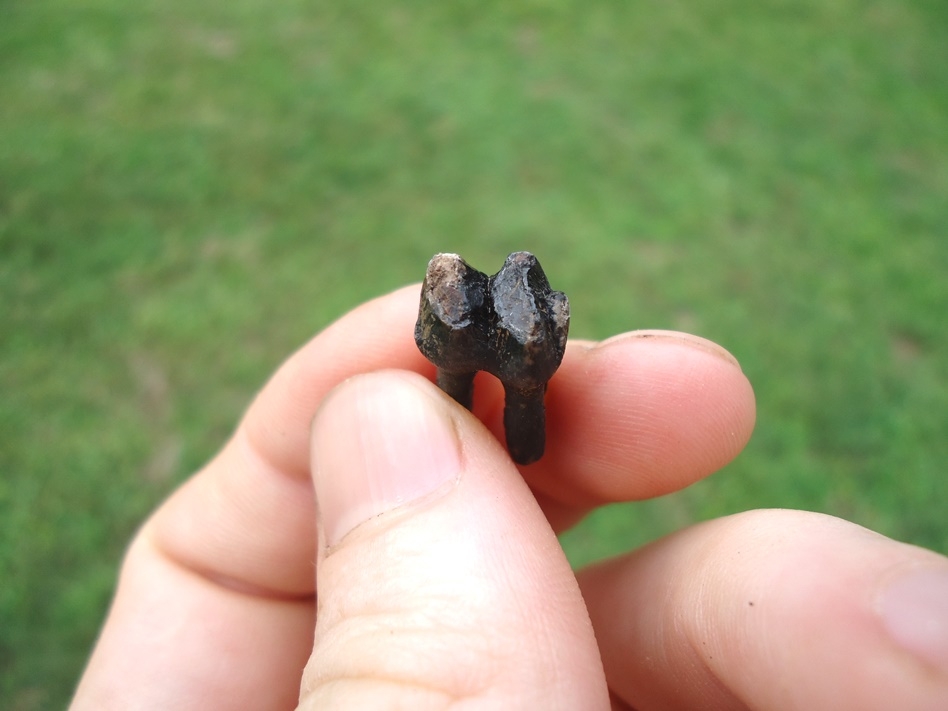 Large image 3 Rare Fully Rooted Juvenile Manatee Tooth