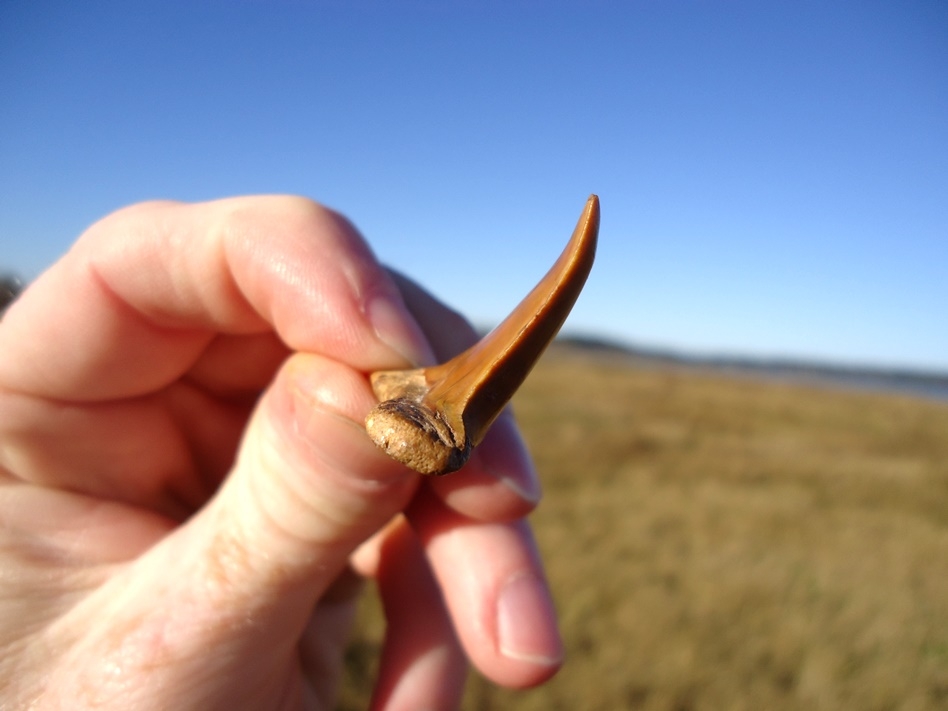 Large image 2 Curved Pathological Eocene Praecursor Shark Tooth