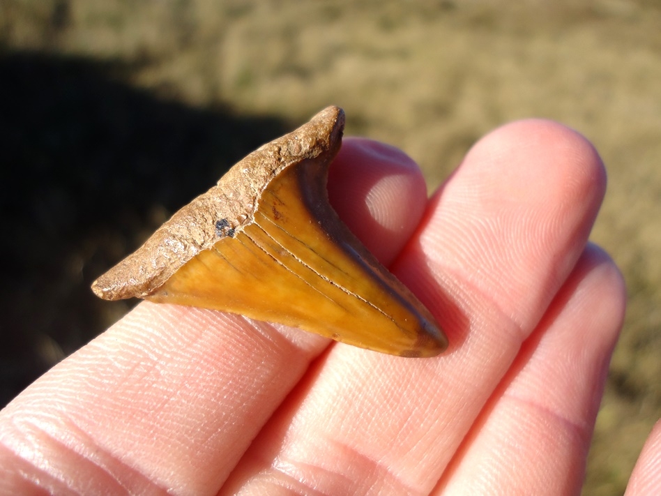 Large image 3 Curved Pathological Eocene Praecursor Shark Tooth