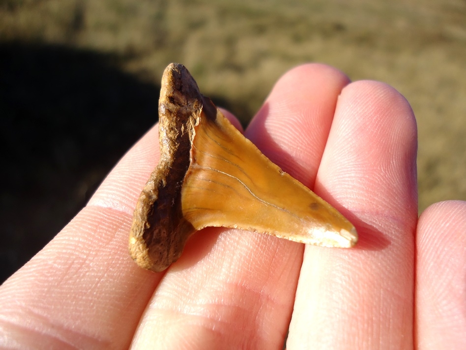 Large image 4 Curved Pathological Eocene Praecursor Shark Tooth