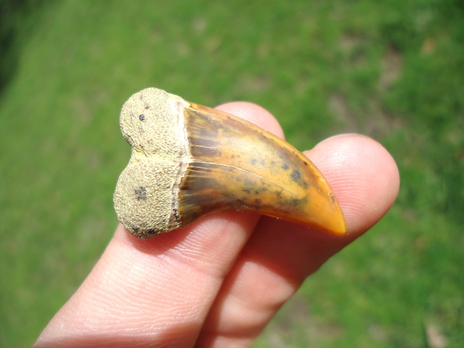 Large image 2 Sweet Little Bakersfield Planus Shark Tooth