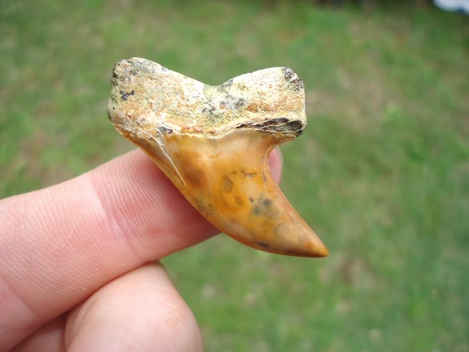 Large image 1 Quality Orange Bakersfield Planus Shark Tooth