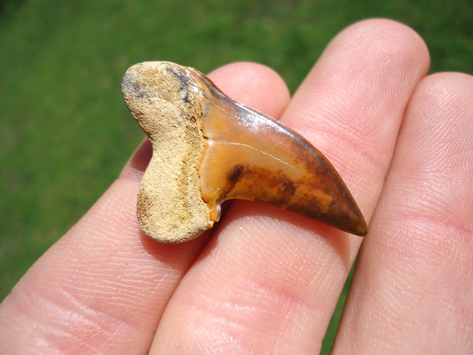 Large image 3 Stunning Orange Bakersfield Planus Shark Tooth