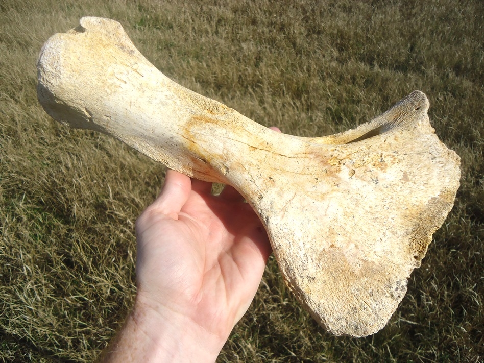 Large image 1 Incredible Sloth Humerus