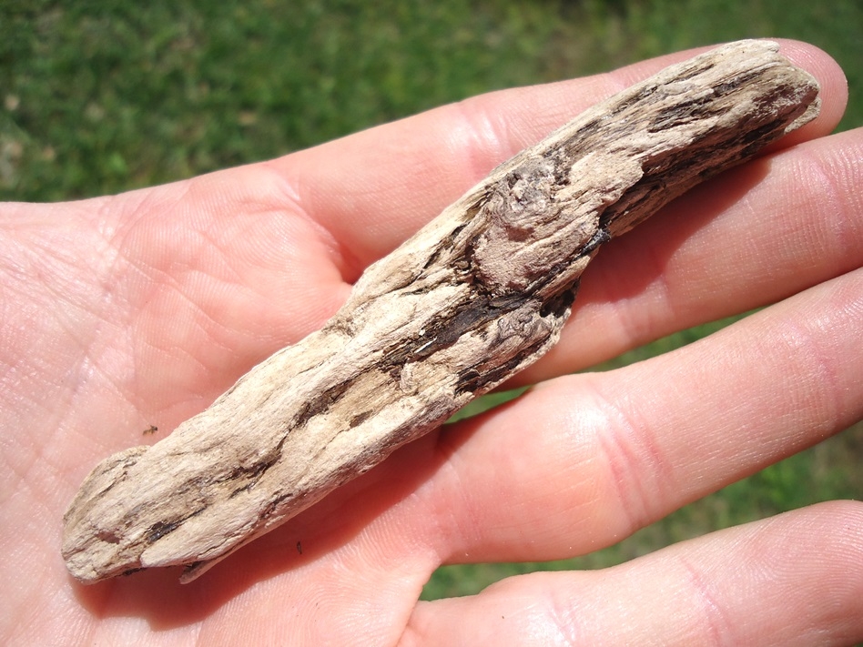 Rare Florida Petrified Wood | Recently Sold | FOSSILS ...